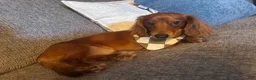 Miniature Dachshund dogs for stud: Cowboy  - Ad 4