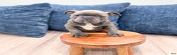 Frenchton dogs for sale: Gabby - Ad 7