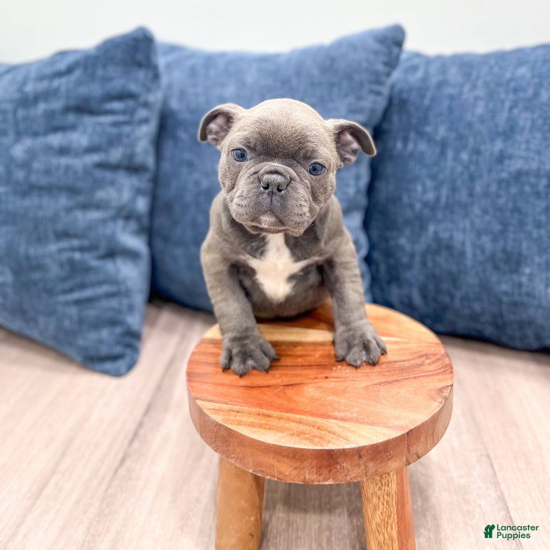 Frenchton dogs for sale: Gabby - Ad 7