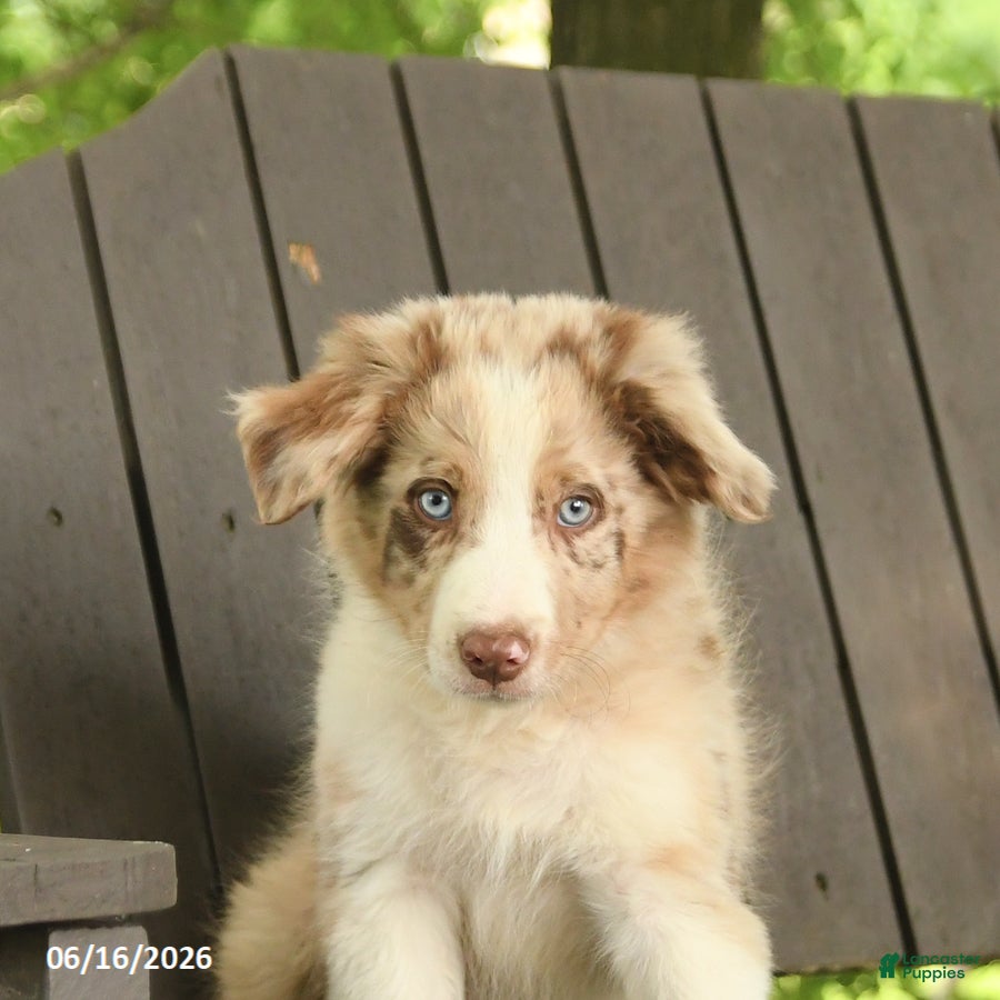 Border Collie dogs Monty - Ad 2