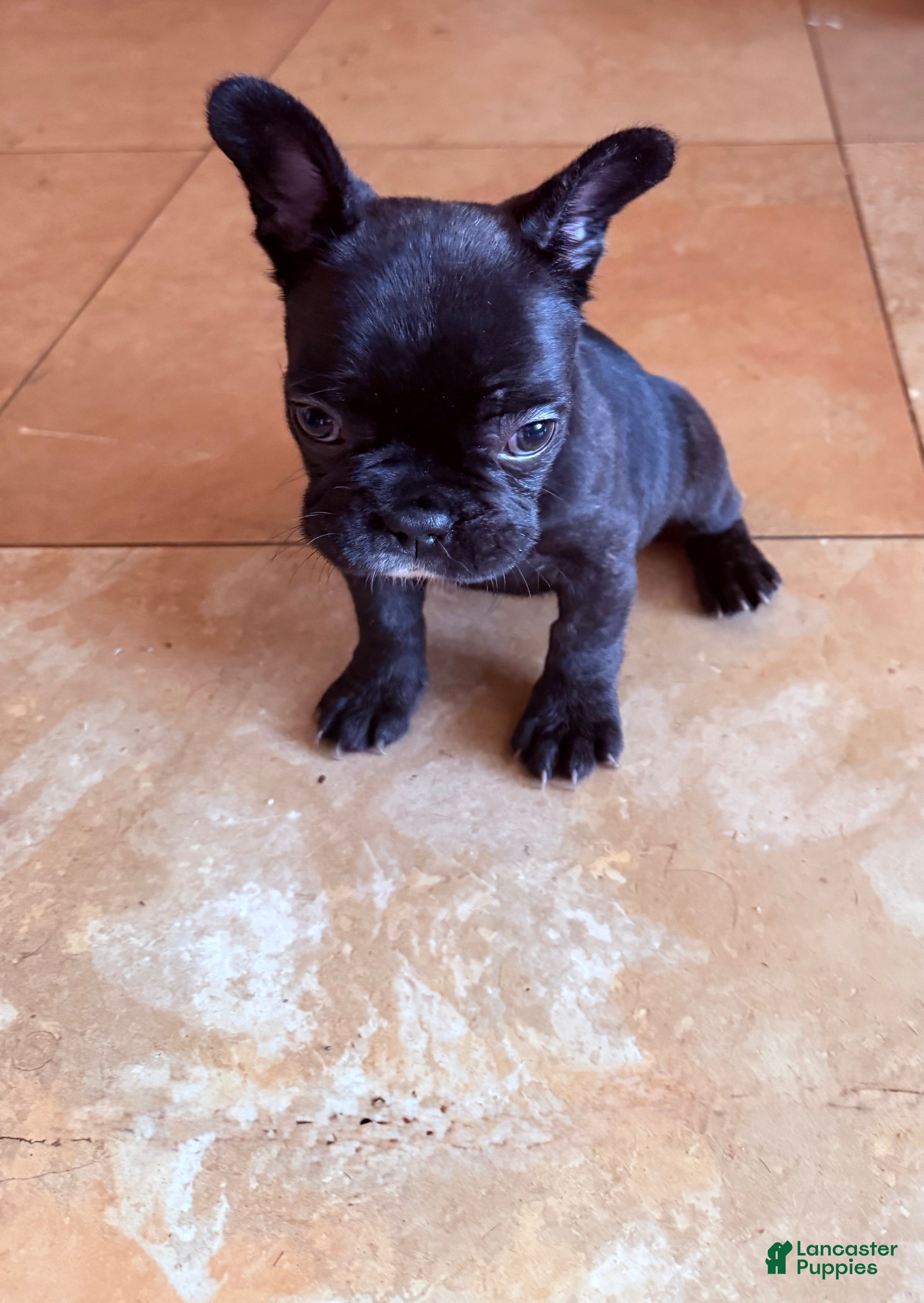 French Bulldog dogs French Bulldog 1 - Ad 5