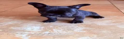 French Bulldog dogs for sale: French Bulldog 1 - Ad 1