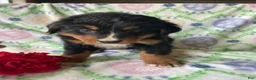 Bernese Mountain Dog dogs for sale: River - Ad 3