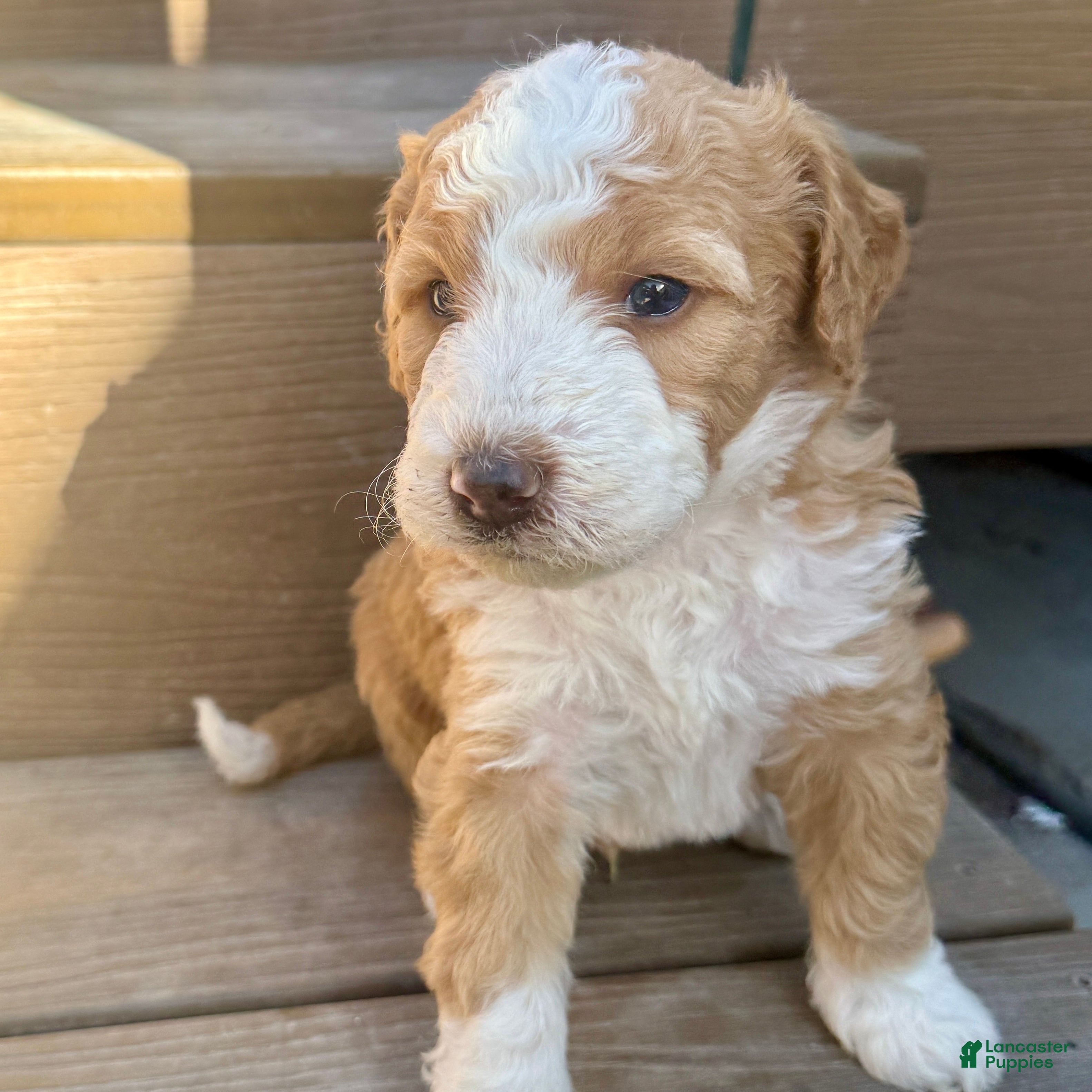 Bernedoodle dogs Pumpkin - Ad 2