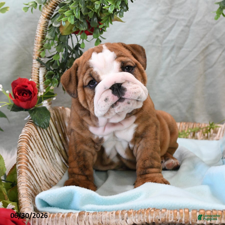 English Bulldog dogs Buster - Ad 2