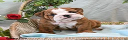 English Bulldog dogs for sale: Buster - Ad 2