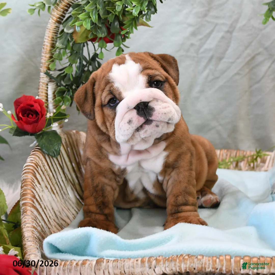 English Bulldog dogs for sale: Buster - Ad 2