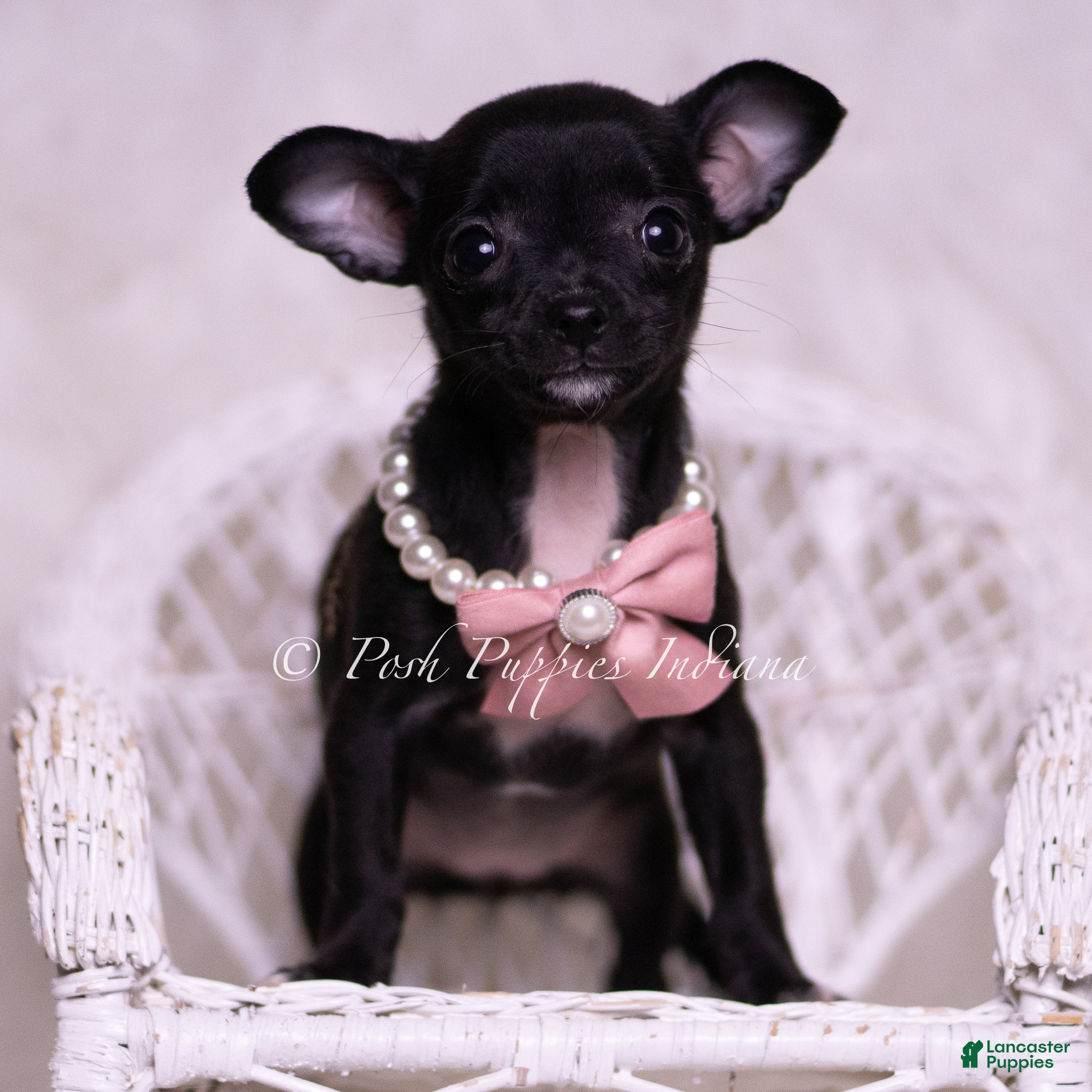 Chihuahua dogs Tiny Chica - Ad 2