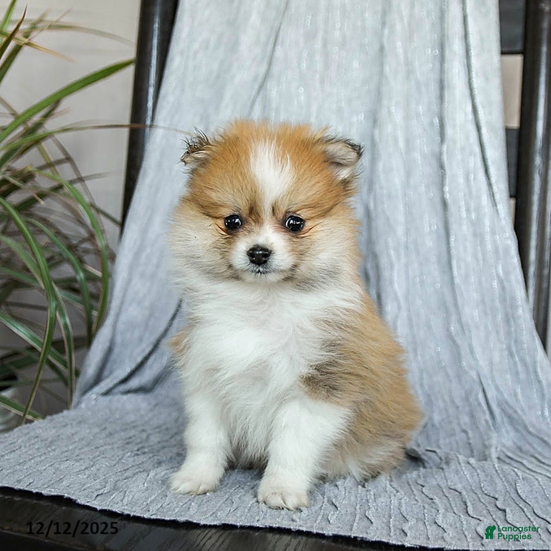 Pomeranian dogs for sale: Firecracker - Ad 2