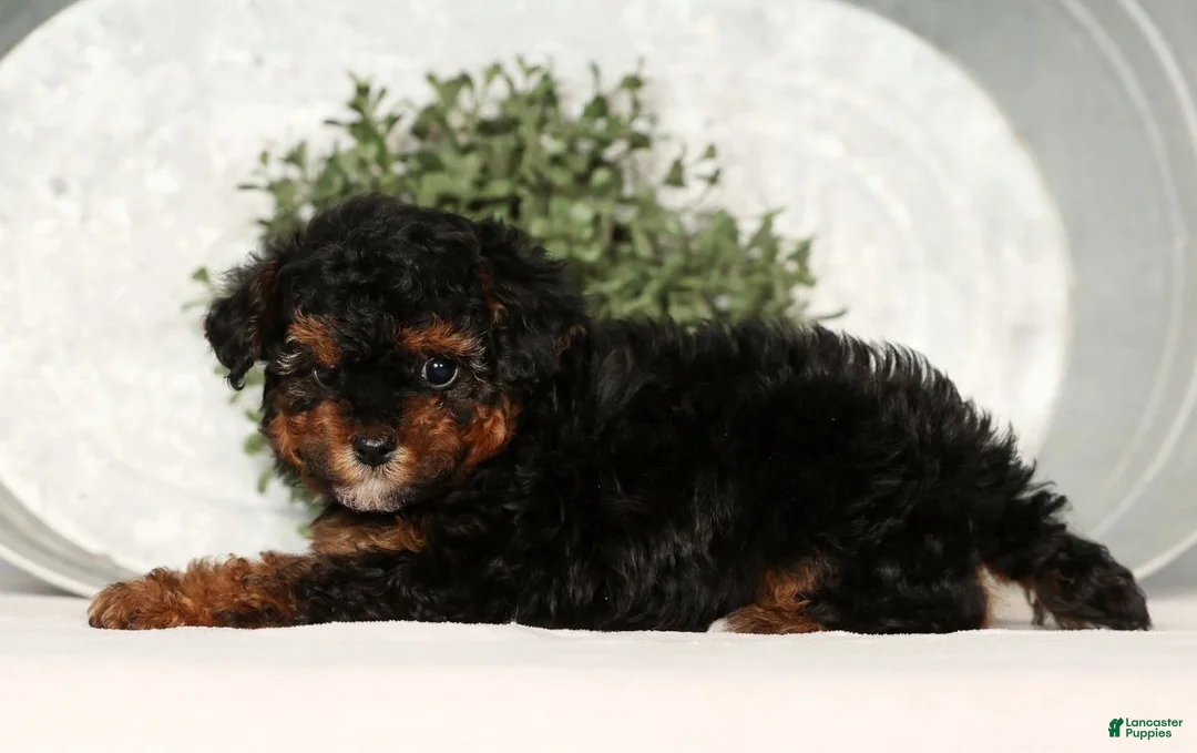 Toy Poodle dogs for sale: Marshey - Ad 8