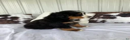 Bernese Mountain Dog dogs for sale: Pink Collar- Sassy - Ad 5
