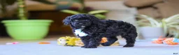 Miniature Poodle dogs for sale: Blake - Ad 6