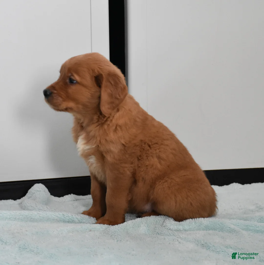 Golden Retriever dogs for sale: Walter    Genetic/OFA - Ad 6