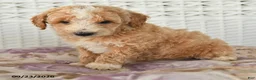 Miniature Poodle dogs for sale: Donny - Ad 5