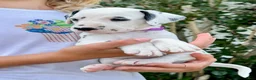 Dalmatian dogs for sale: Magenta - Ad 5