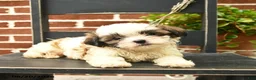 Malshi dogs for sale: Canyon  - Ad 3