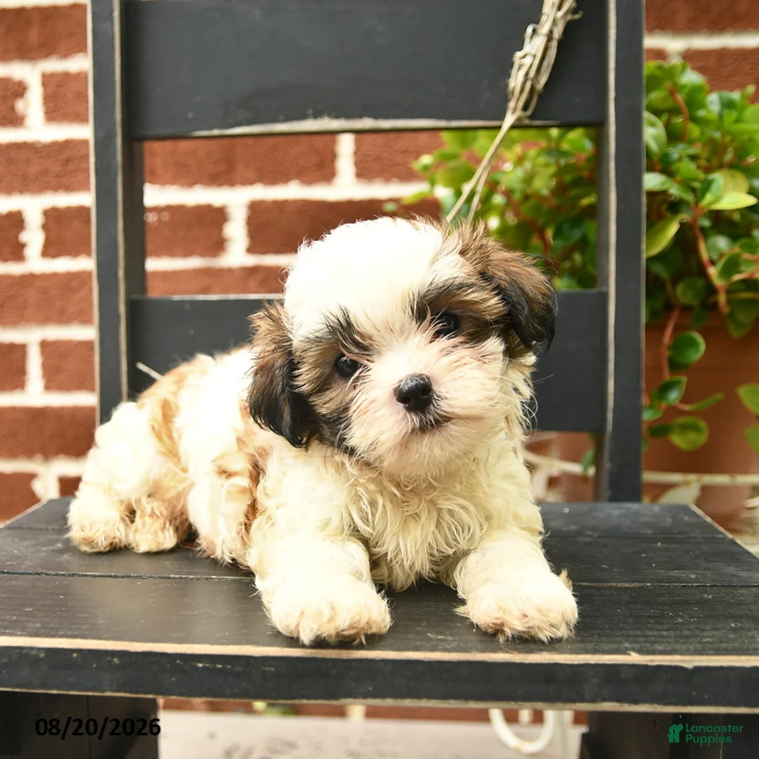 Malshi dogs for sale: Canyon  - Ad 3