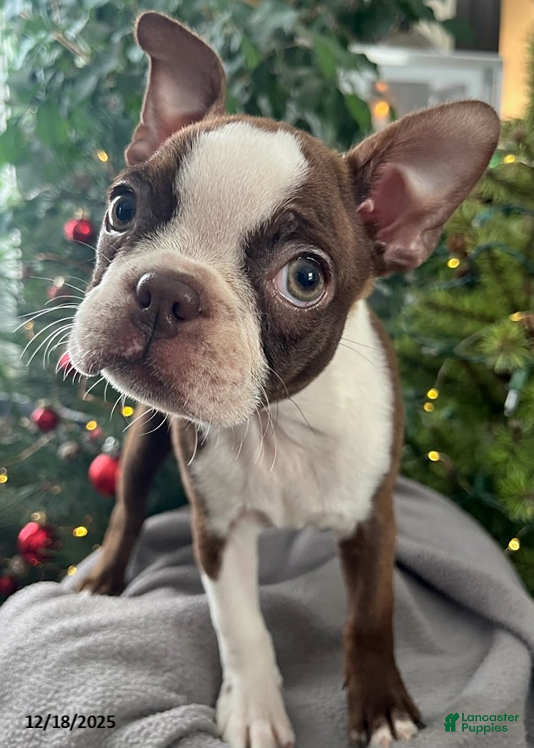 Boston Terrier dogs for sale: Hickory - Ad 2