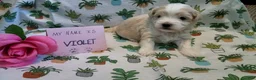 Maltipoo dogs for sale: Violet - Ad 3