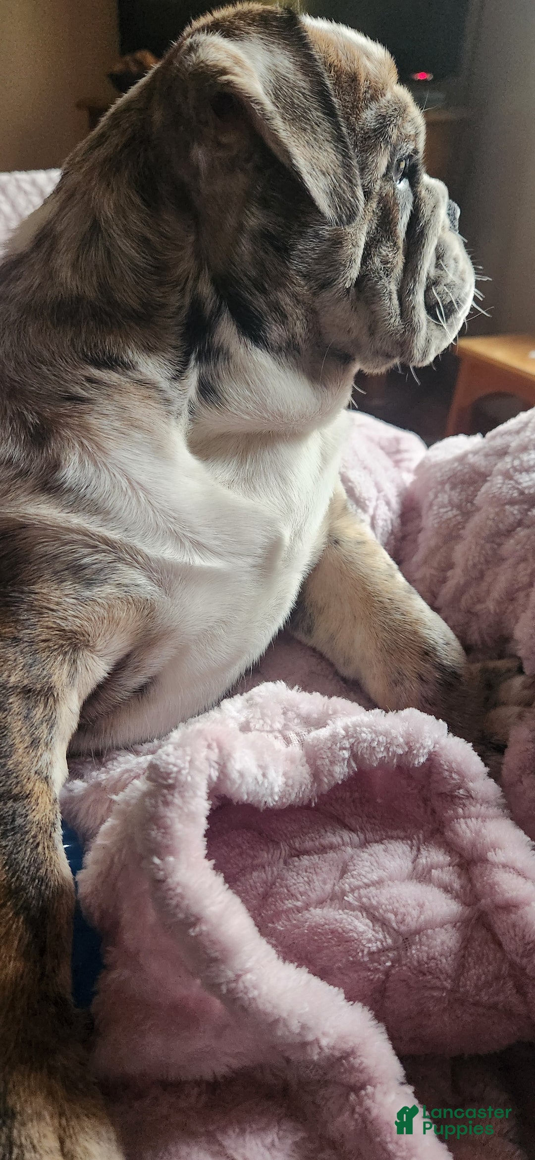 English Bulldog dogs for sale: English Bulldog Puppy - Ad 9