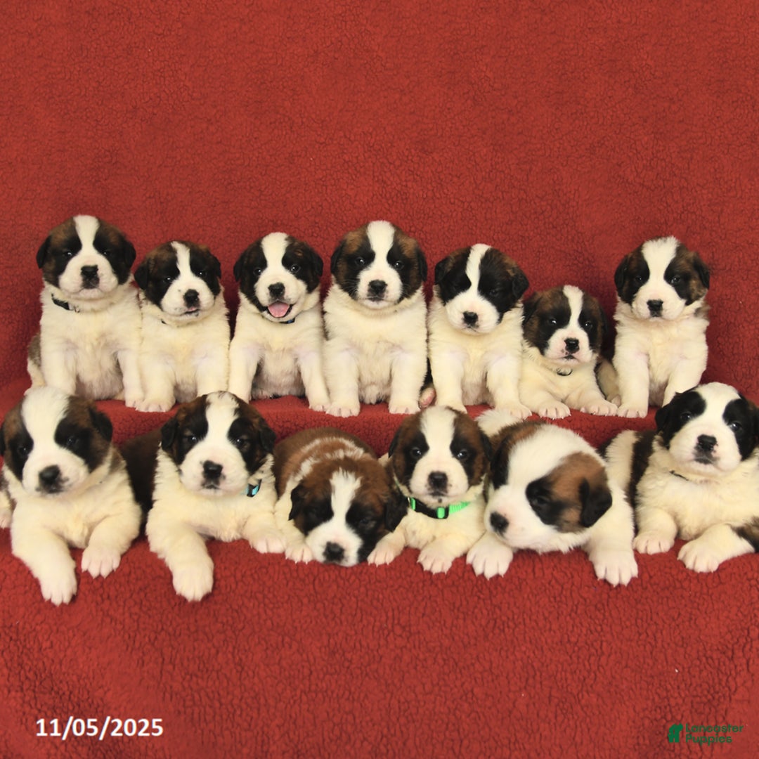 Saint Bernard dogs for sale: Wisteria - Ad 3