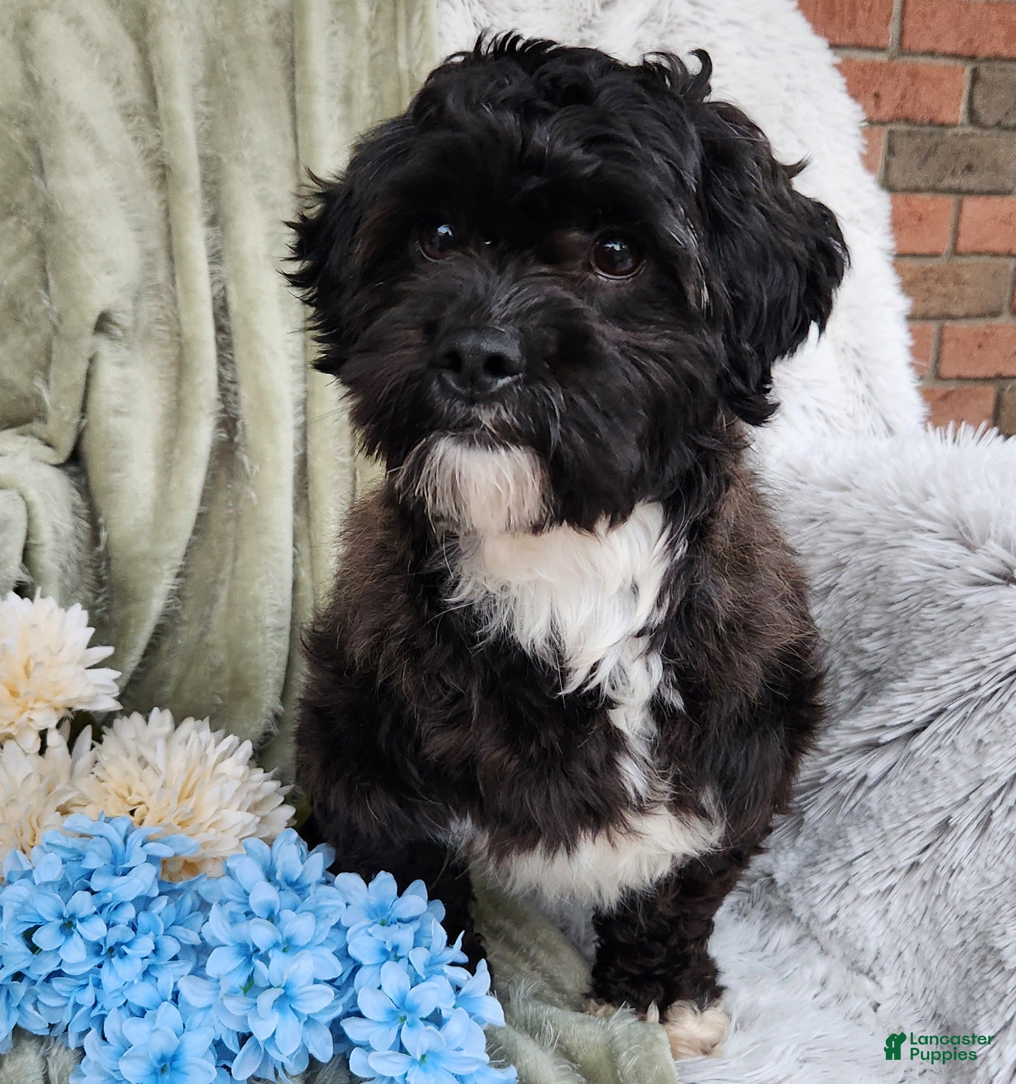 Shihpoo dogs Pepper - Ad 15