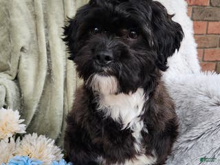 Shihpoo dogs Pepper - Ad 23