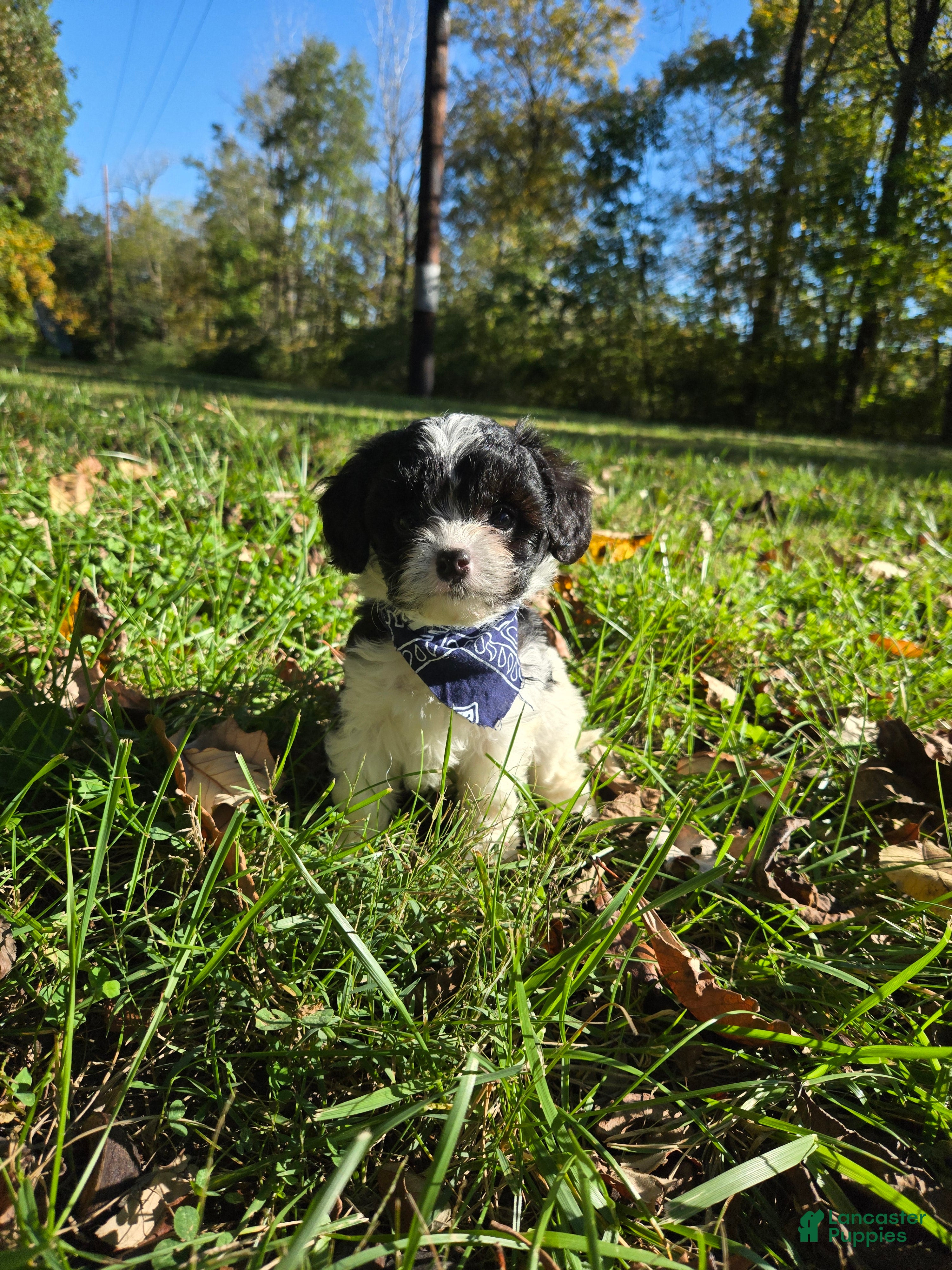 Cavapoo dogs Magnolia - Ad 1