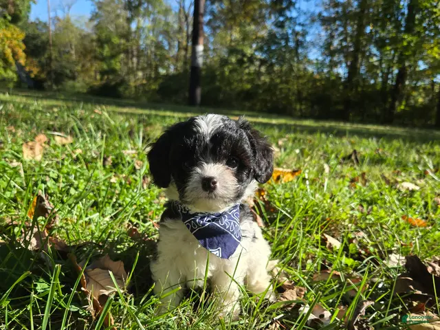 Cavapoo dogs for sale: Magnolia - Ad 1