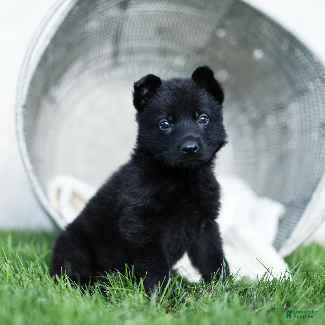 German Shepherd dogs for sale: Ferris German Shepherd  - Ad 1