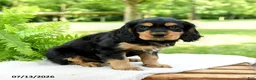 Cockalier dogs for sale: Reeses - Ad 2