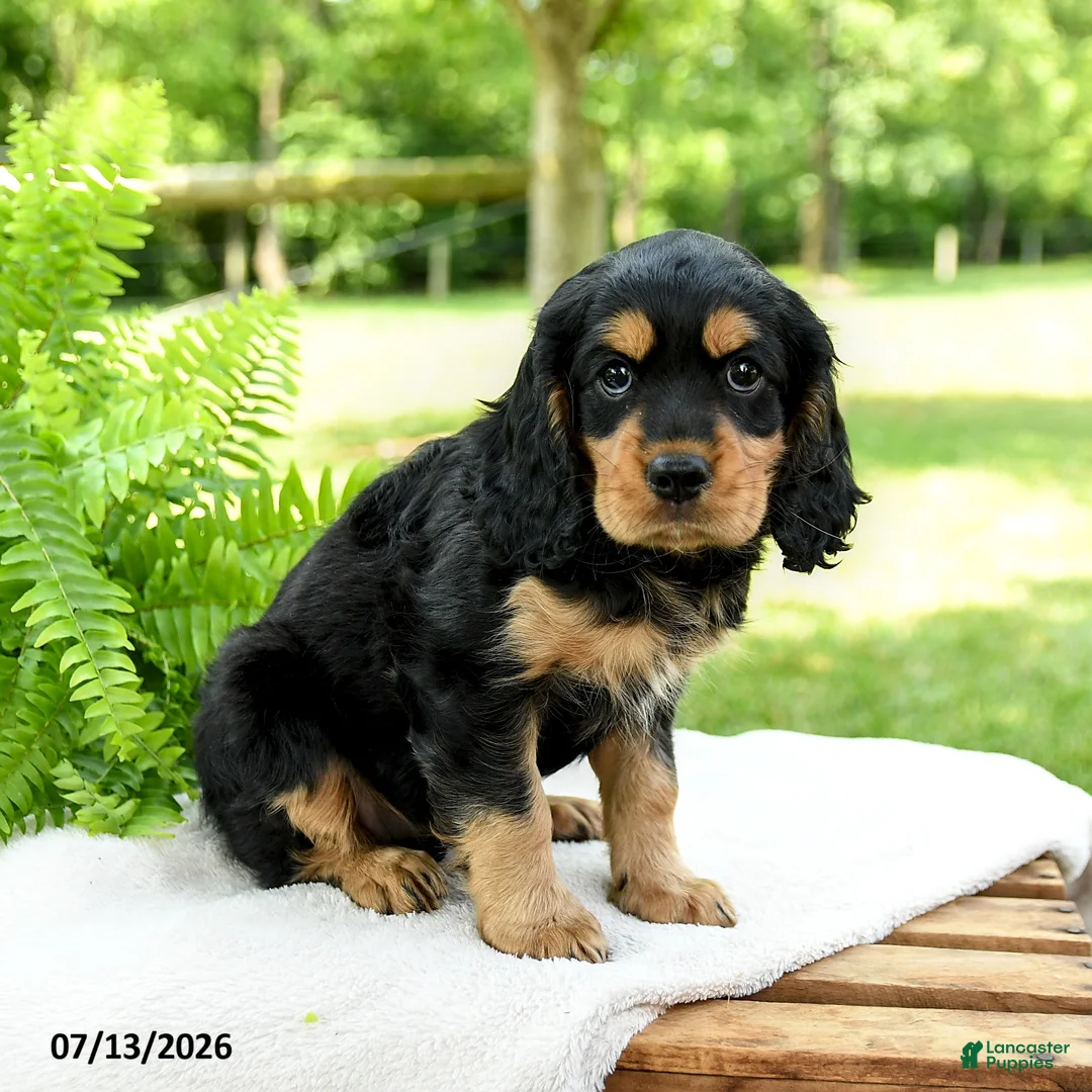 Cockalier dogs for sale: Reeses - Ad 2