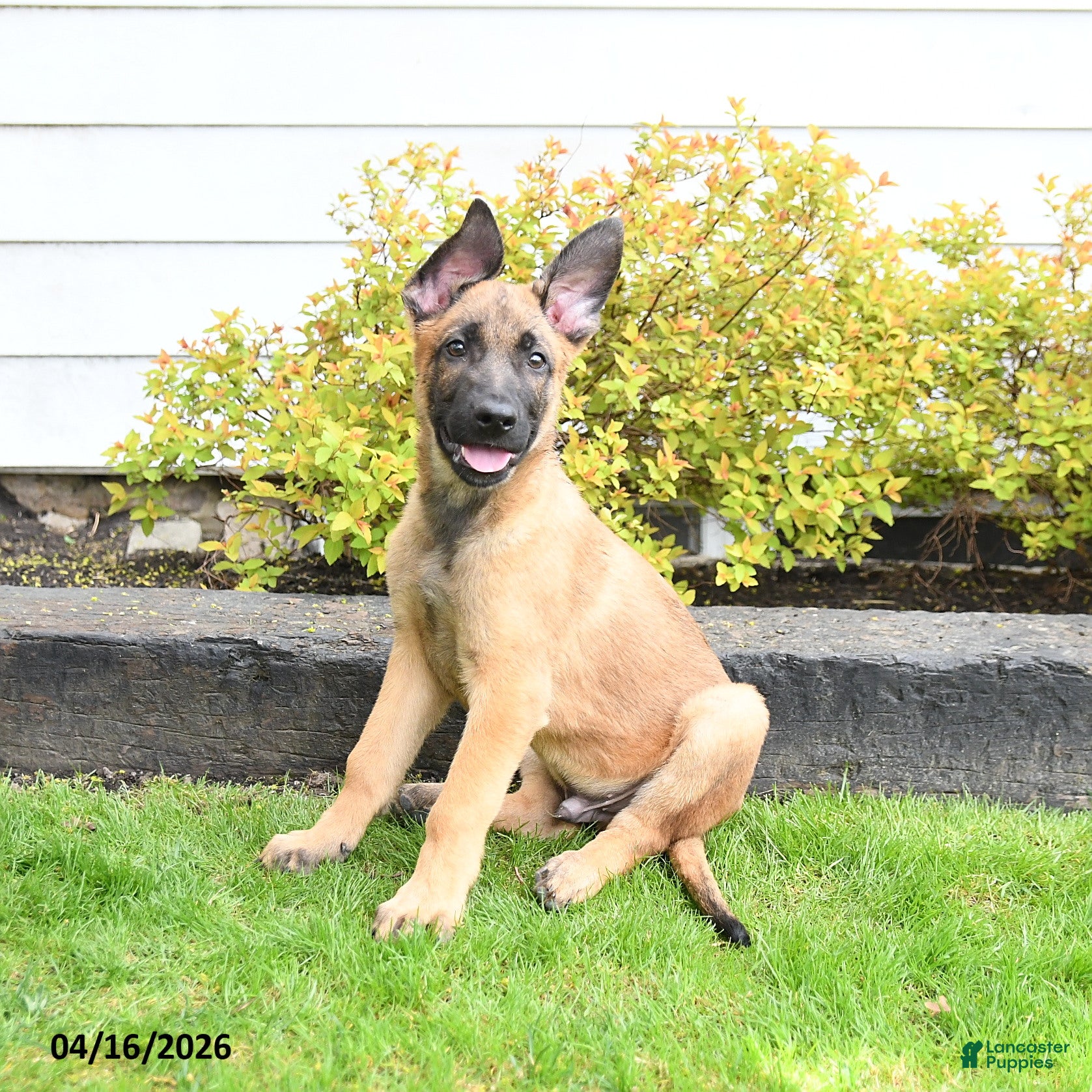 Mixed Breed dogs Trouper - Ad 2