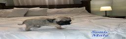 Pug dogs for sale: Sonic - Ad 2
