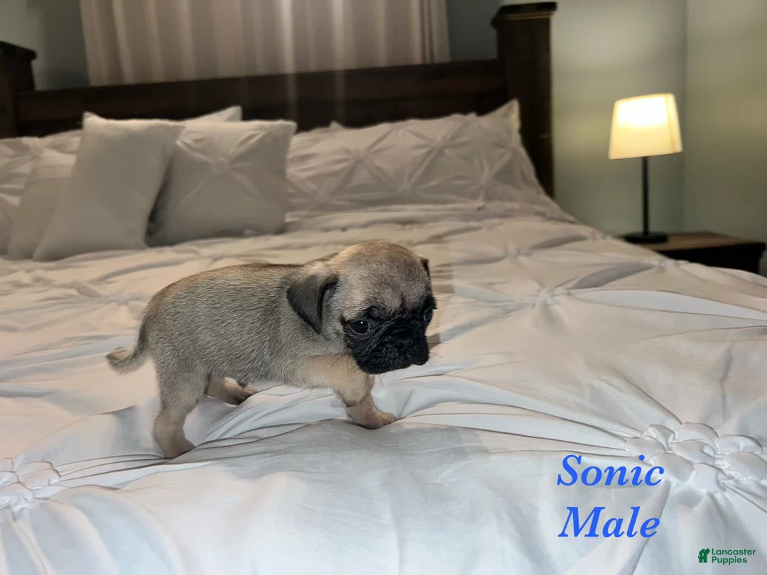 Pug dogs for sale: Sonic - Ad 2