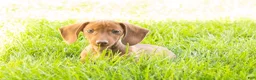 Miniature Dachshund dogs for sale: Ike  - Ad 4