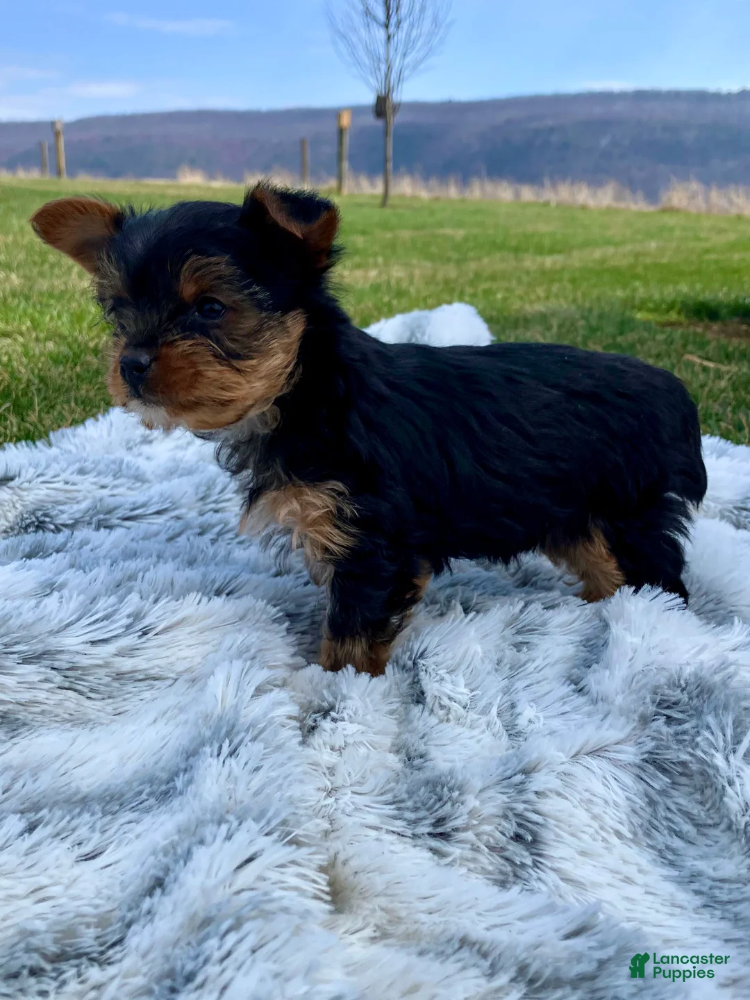 Yorkshire Terrier dogs for sale: Dolly - Ad 5