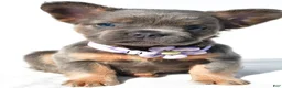 French Bulldog dogs for sale: Piper - Ad 7