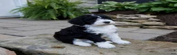 Mixed Breed dogs for sale: Flash - Ad 4