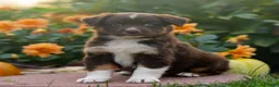 Miniature Australian Shepherd dogs for sale: Kurt - Ad 3