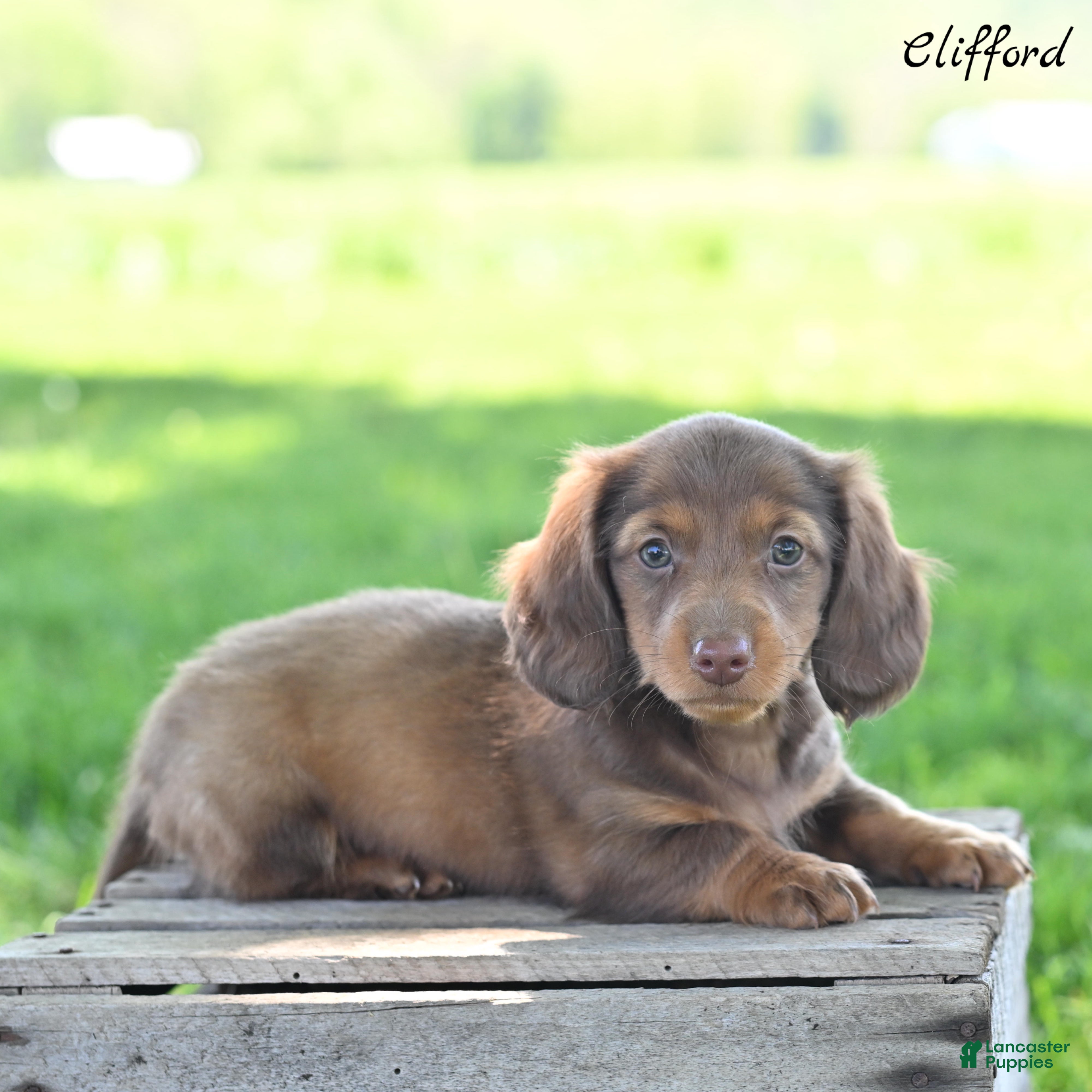 Miniature Dachshund dogs for sale: Clifford  - Ad 2