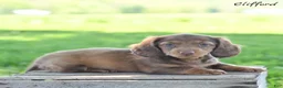 Miniature Dachshund dogs for sale: Clifford  - Ad 1