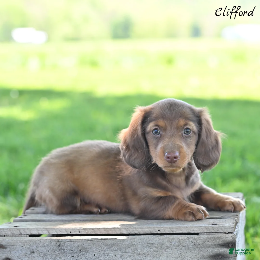 Miniature Dachshund dogs for sale: Clifford  - Ad 1