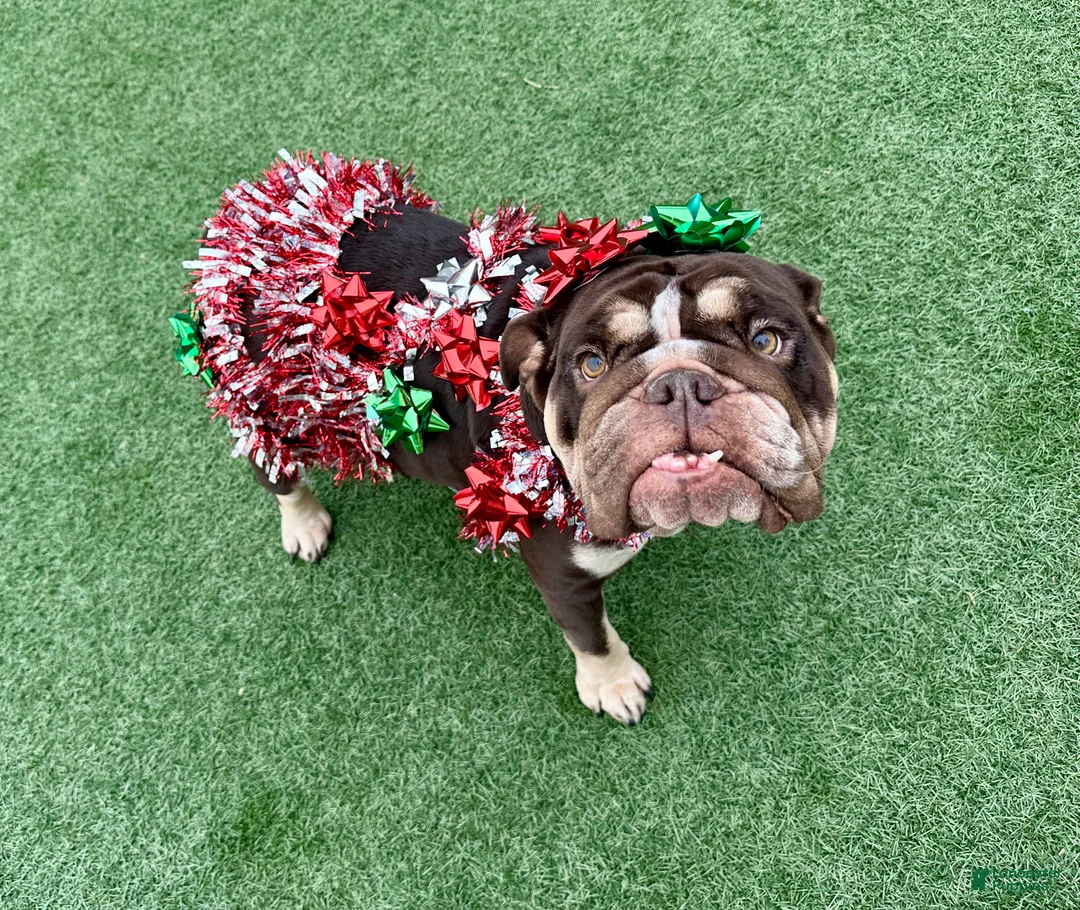 English Bulldog dogs for sale: Nyx - Ad 7