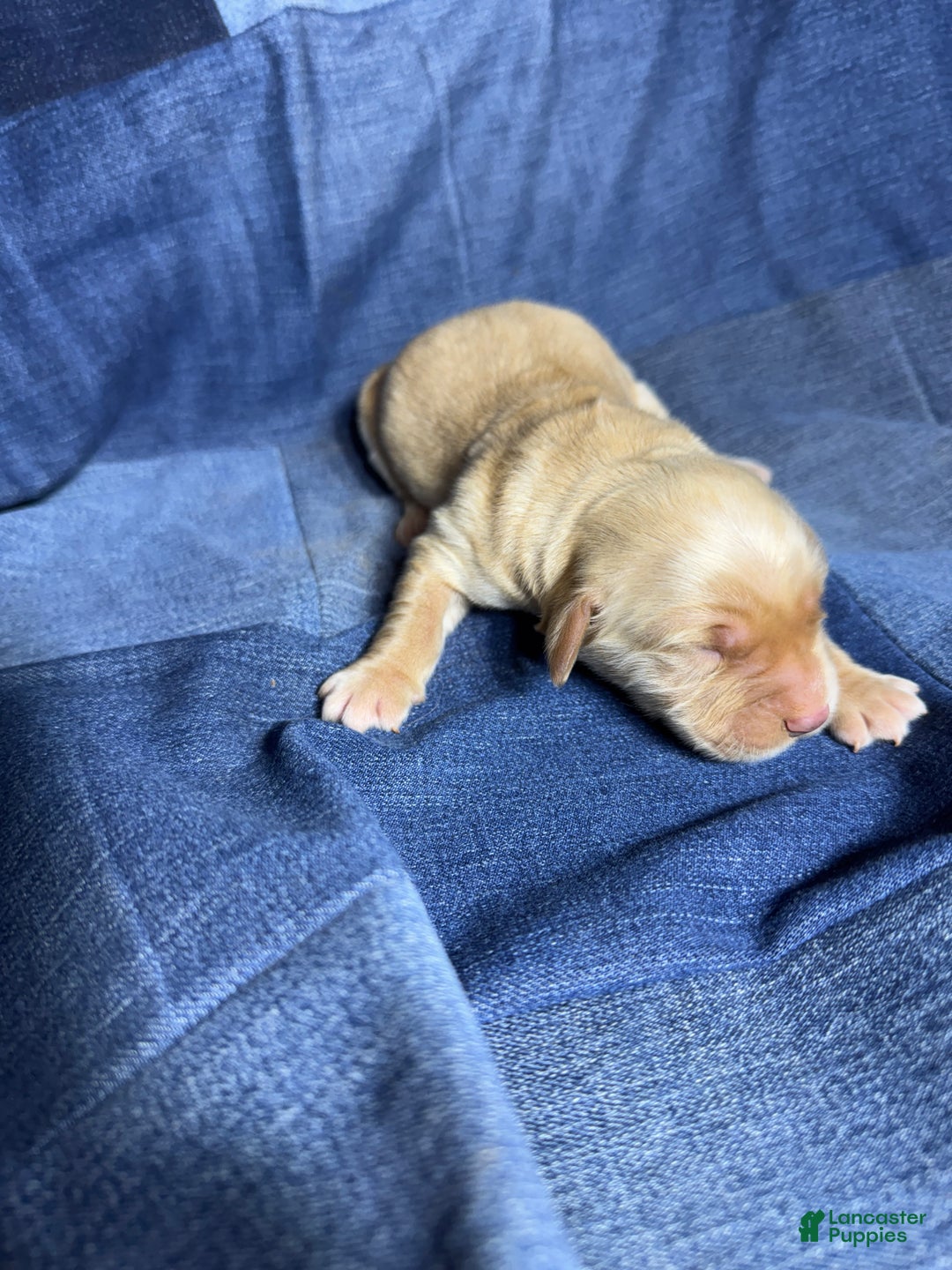 Golden Retriever dogs for sale: Zoe - AKC, Genetically Clear - Ad 1