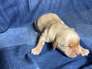 Golden Retriever dogs Zoe - AKC, Genetically Clear - Ad 6