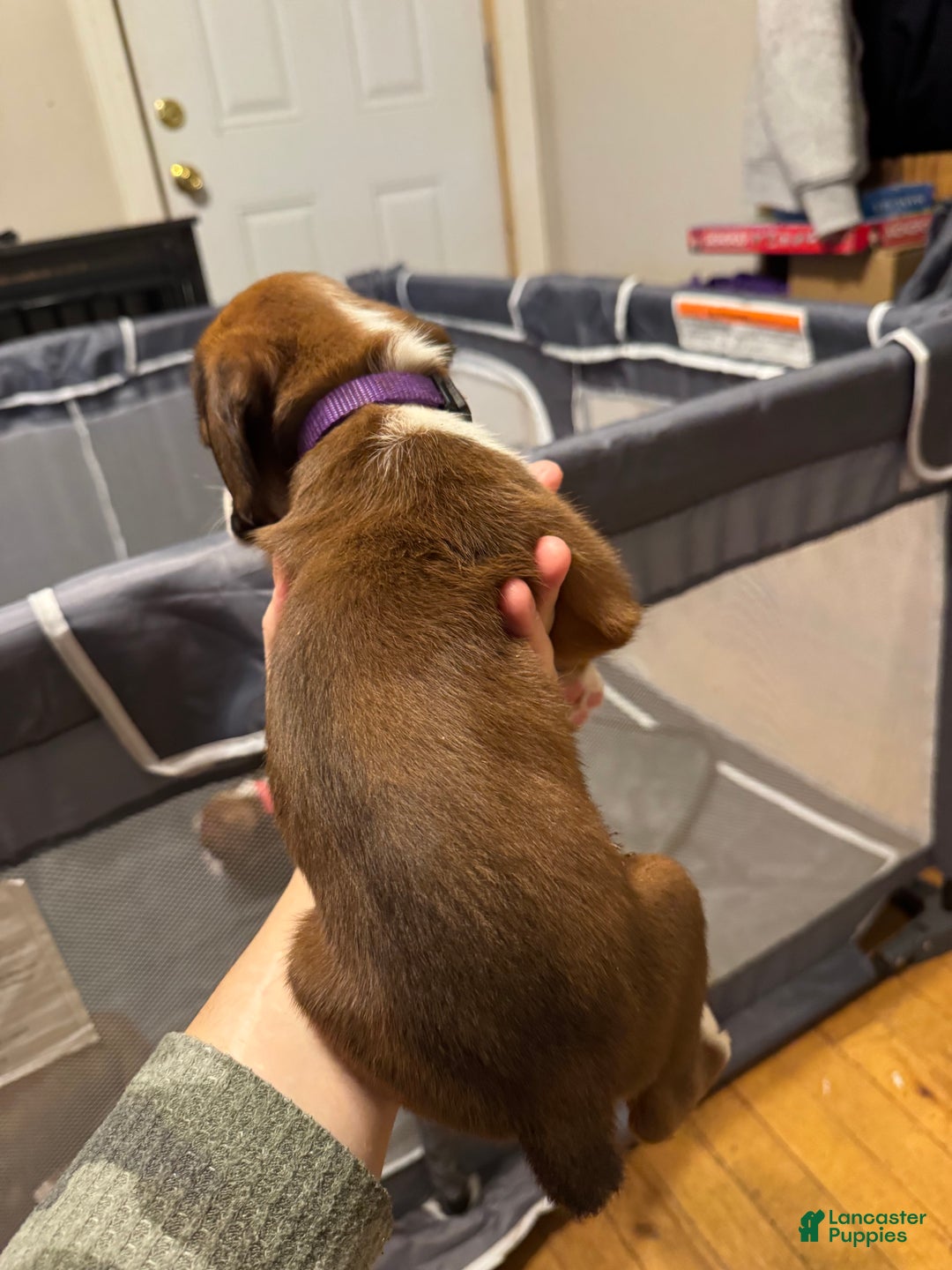 Boxer dogs for sale: Nova - Ad 2