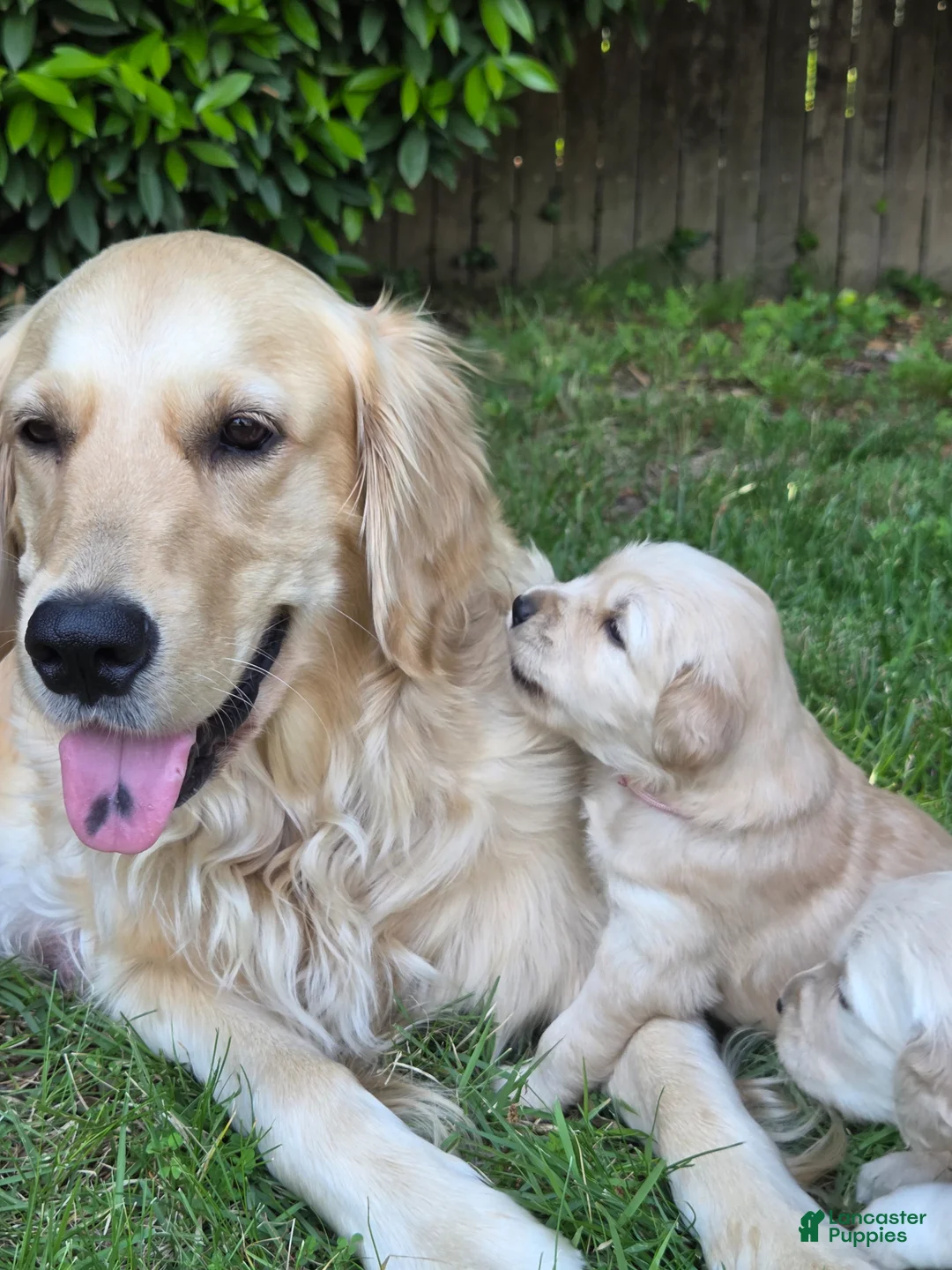 Golden Retriever dogs for sale: Golden Retriever Puppy Ms. Yellow Lady - Ad 2