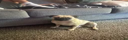 Pug dogs for sale: Pug 1 - Ad 5