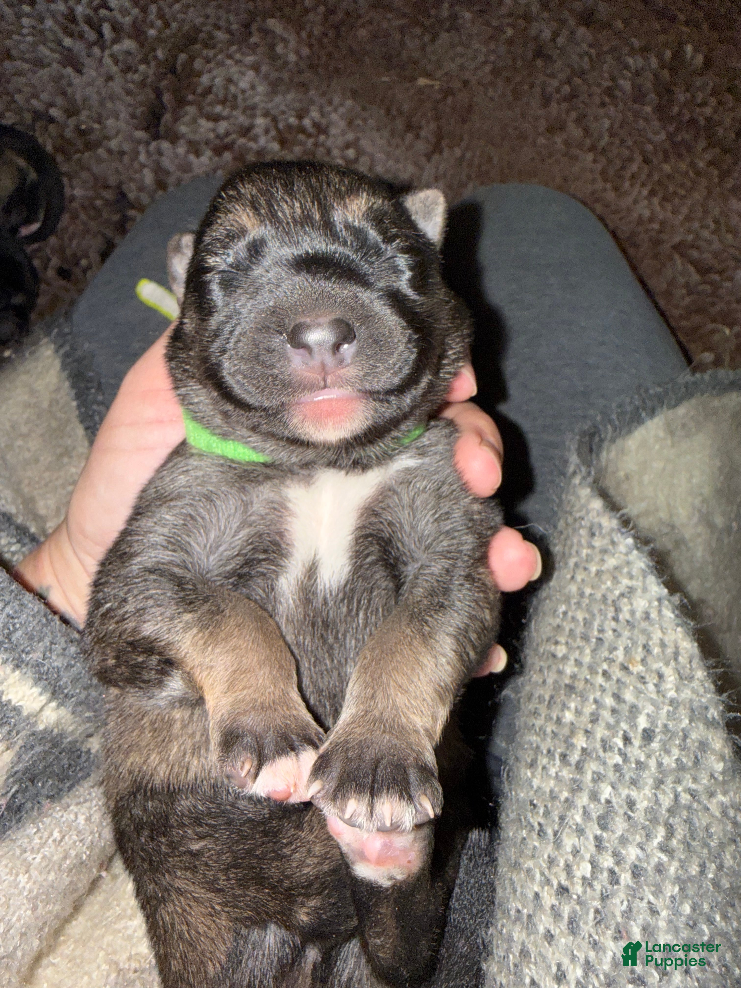 Gerberian Shepsky dogs Green - Ad 2